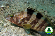 Rock Grouper Epinephelus fasciatomaculosus 