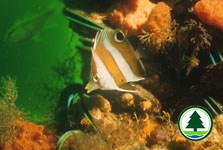 Brownband Butterfly Fish