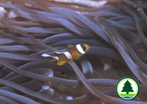 Yellowtail Clownfish Amphiprion clarkii