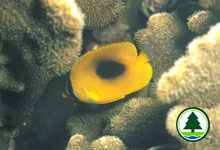 Mirror Butterfly Fish Chaetodon speculum