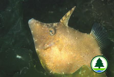 Chinese Filefish Monacanthus chinensis 