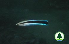 Blue-streak Cleaner Wrasse 