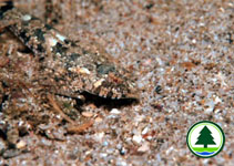  Northern Dragonet Diplogrammus xenicus