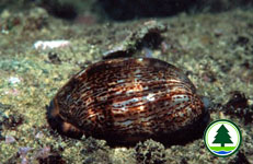 Arabian Cowrie Cypraea arabica