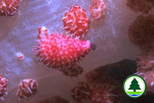 Soft Coral Cowrie Pseudosimnia whitworthi