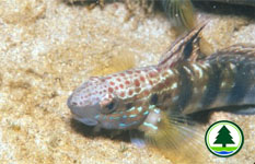 Banded Goby Amblygobius phalaena