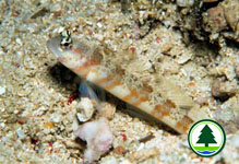 Goby Amblyeleotris periophthalmus 