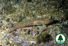 Goby Istigobius diadema