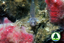Goby Eviota storthynx