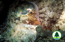 Cuttlefish Sepia sp.