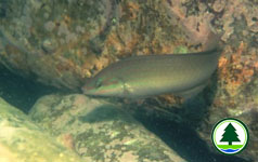 Chinese Wrasse Halichoeres tenuispinis 