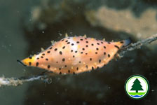 Spindle Cowrie Phenacovolva brevirostris