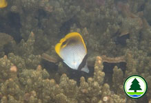 Lined Butterfly Fish Chaetodon lineolatus