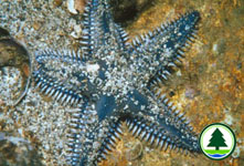 Astropecten polyacanthus