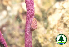 Gorgonian Cowrie Crenavolva cuspis