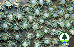 Turbinaria sp.