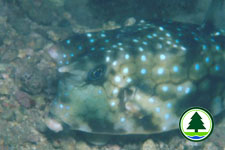  Cowfish 1