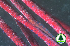 Gargonian Goby Bryaninops sp. 