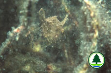 Juvenile of Chinese Filefish 