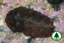 Pseudobiceros bedfordi