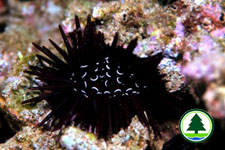 Sea Urchin 2