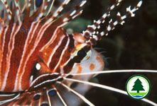 Zebra Turkeyfish Dendrochirus zebra 