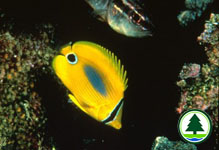 Blue-blotch Butterfly Fish