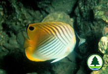 Threadfin Butterfly Fish 