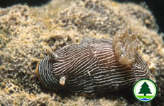 Chromodoris lineolata