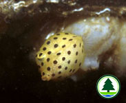 Yellow Boxfish Ostracion cubicus