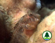 Tasseled Blenny Parablennius thysanius 