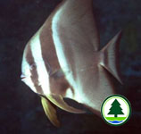 Longfin Batfish 