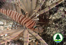 Red Lionfish