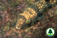 Milkspotted Puffer Chelonodon patoca