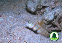 Spotted Shrimp Goby 