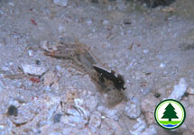 Shrimp Goby