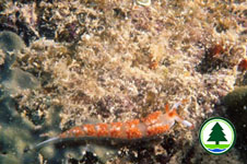 Nudibranch 2