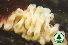 Clathrina sp.