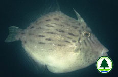 Threadsail Filefish Stephanolepis cirrhifer