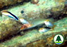 Cut-ribbon Wrasse Stethojulis interrupta