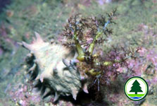 Colochirus quadrangularis 