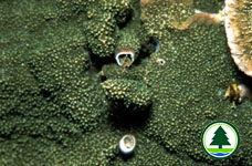 Tubes of Protula magnifica