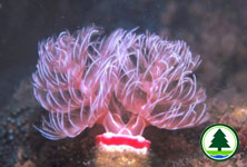Protula magnifica 