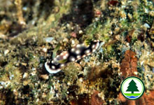 Chromodoris geometrica