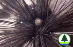 Diadema urchin