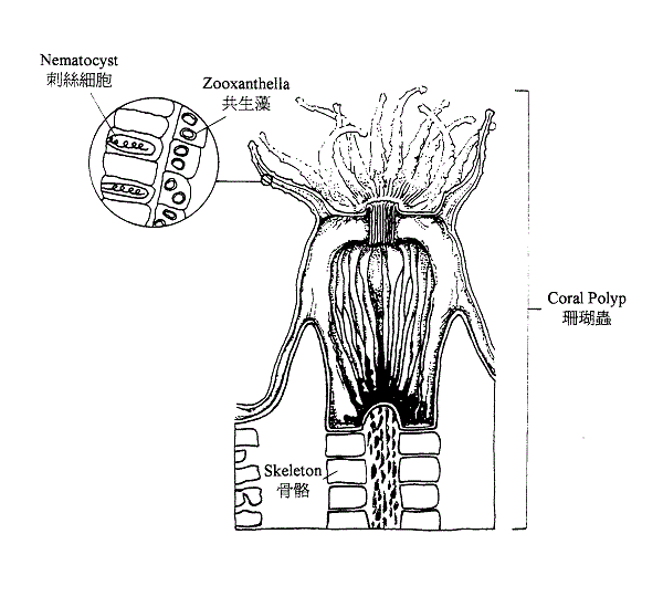 Zooxanthellae