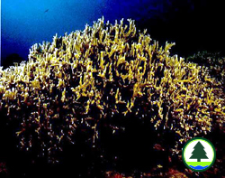 Hydrocoral in Taiwan