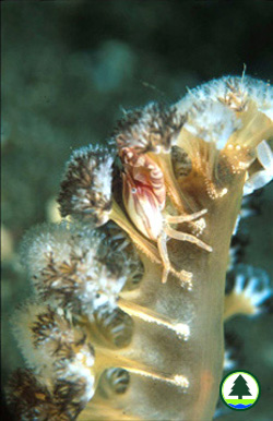 Sea Pen (photo. in Philippines)