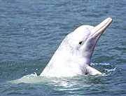 Chinese White Dolphin