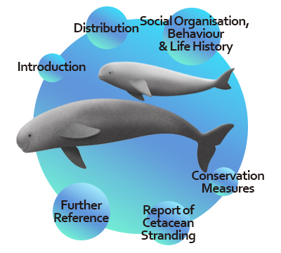 Finless Porpoise